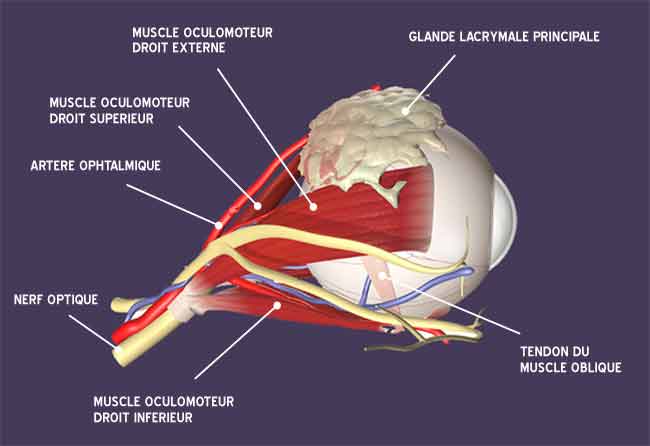 schéma muscle oculomoteur et artère ophtalmique