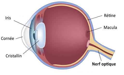 oeil nerf optique 