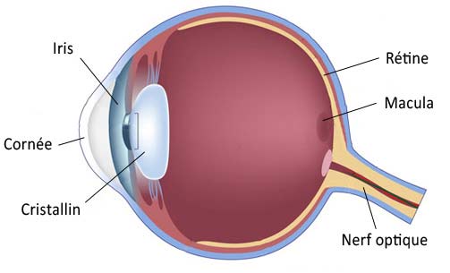 schema oeil retine iris cornée cones