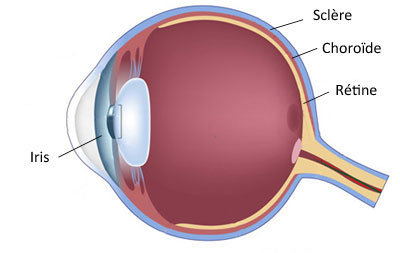 schéma de l'oeil rétine corps vitré endophtalmie