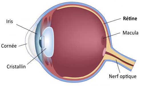 schéma oeil rétine pigmentaire