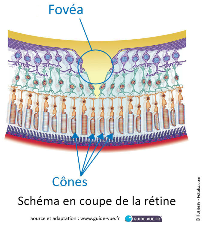 cônes batonnets rétine oeil humain