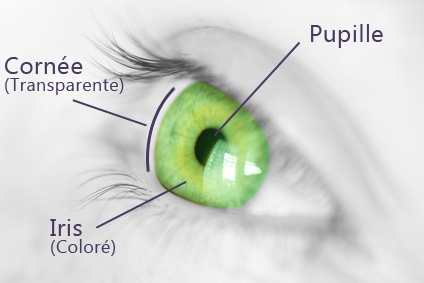 schema-oeil-pupille-cornee-iris_1