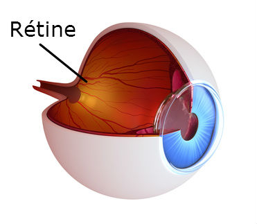 rétine oeil humain