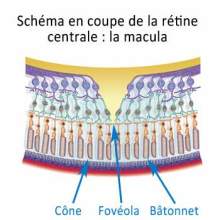 schéma fovéola de la macula de l'oeil cones et batonnets