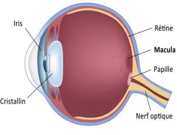 oeil dmla macula