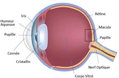 chambre antérieure et chambre postérieure de l'oeil