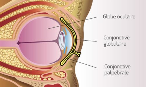 schéma oeil conjonctivite