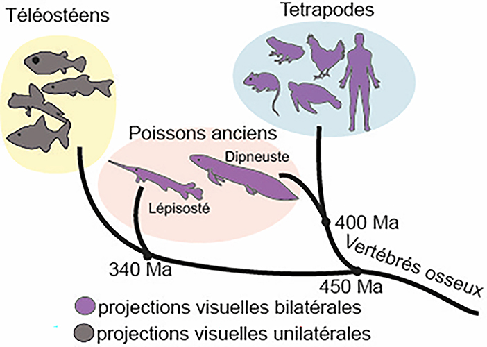 Schéma groupes d'êtres vivants et leur vision