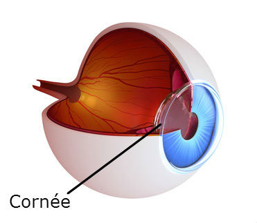 coupe de l'oeil montrant la cornée