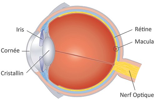 Schema de l'oeil explications DMLA