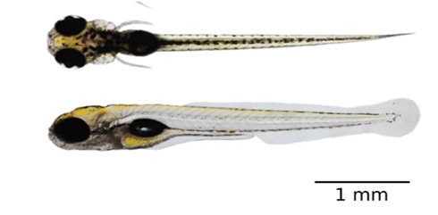 Vision structure du poisson zèbre