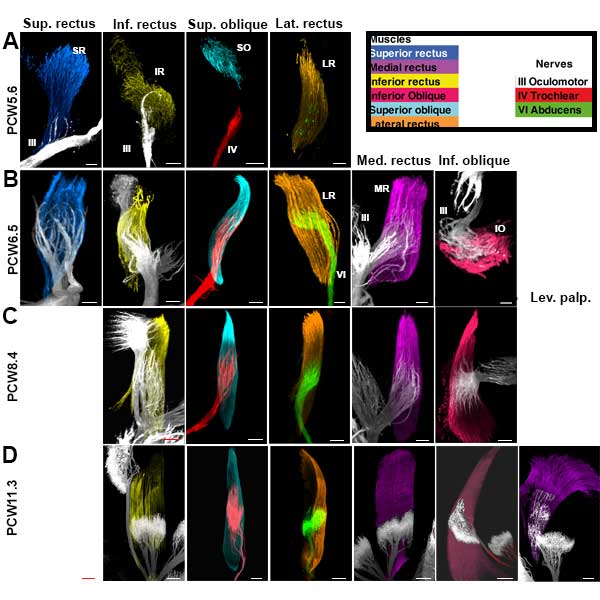 Chronologie développement des muscles extraoculaires