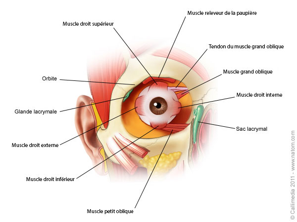 Schéma Œil muscle