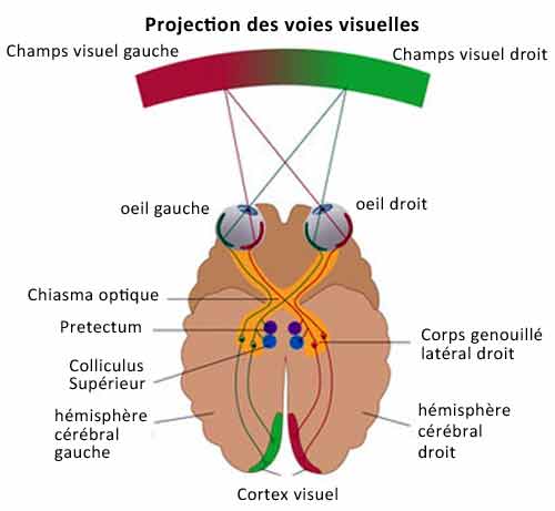 vision nerf otique cerveau