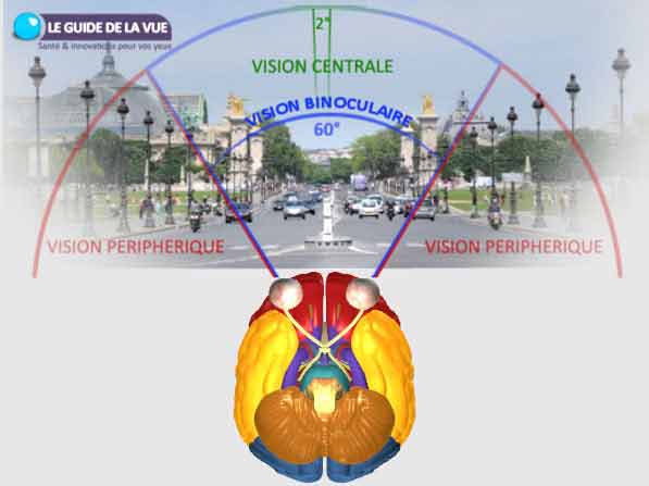 champ visuel vision centrale préiphérique