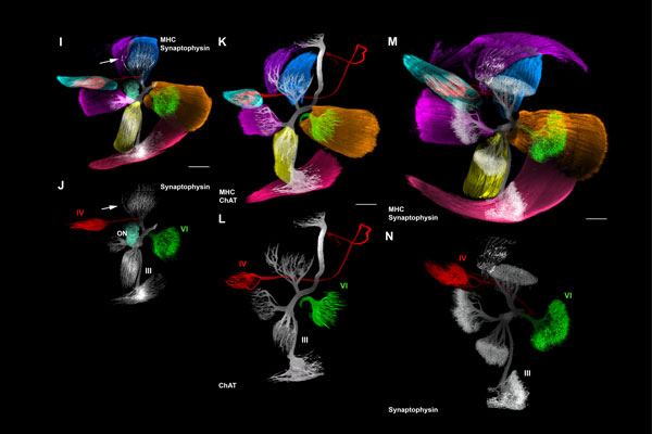 Image 3D évolution des muscles ocumuloteur