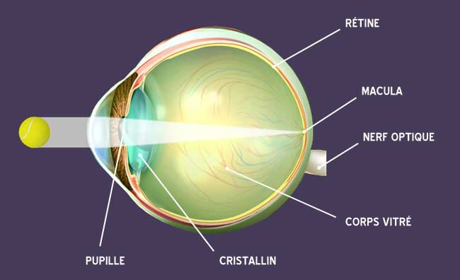 schéma oeil strabisme