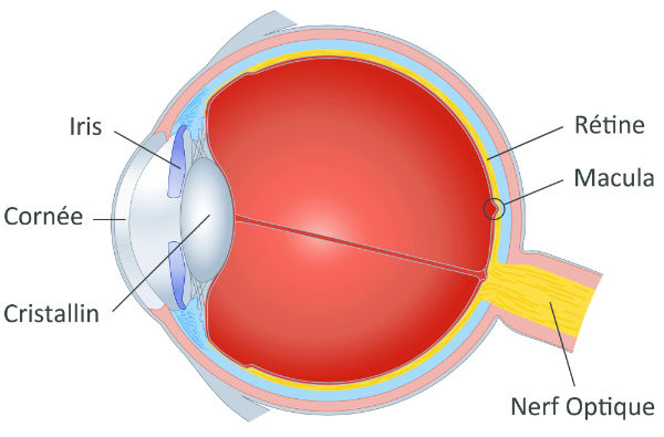 schéma oeil astigmate