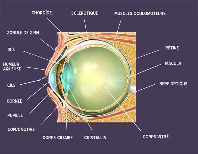 schema-anatomie-oeil_0