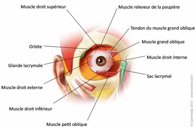 schema-muscle-oeil_0